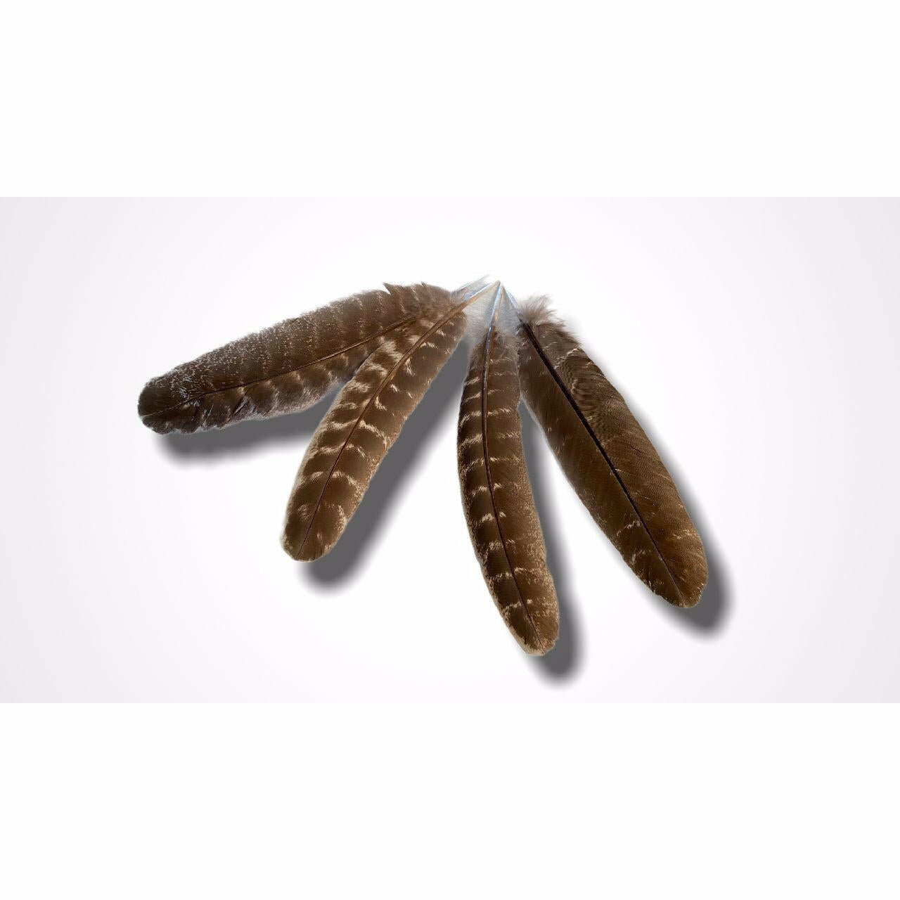 Turkey Smudging Feather.