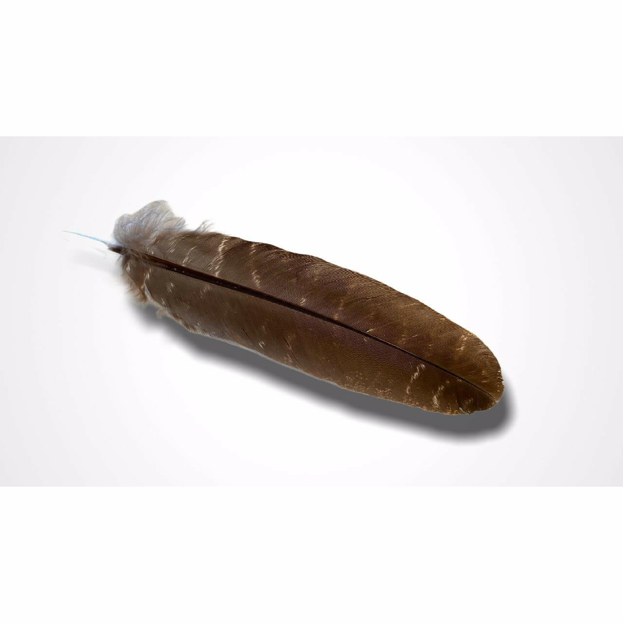 Turkey Smudging Feather.